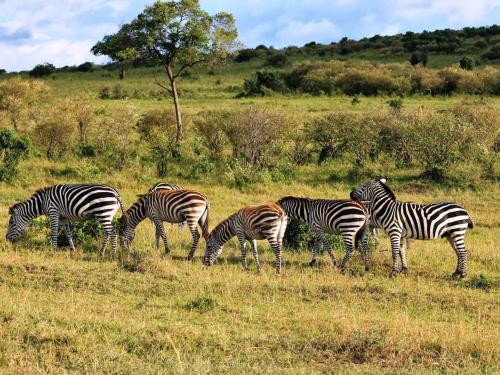 zebras in Nigerian scenery